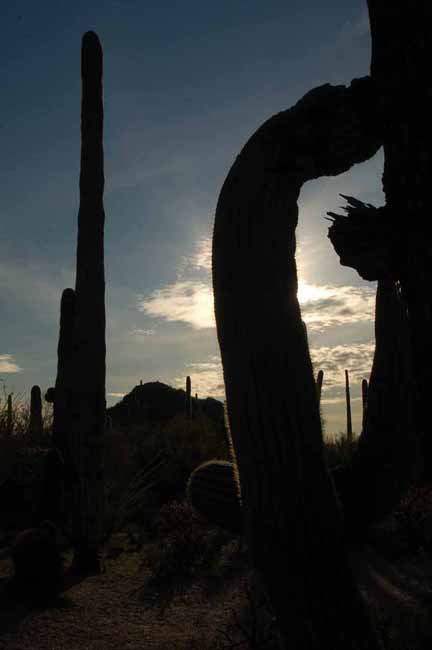 Saguaro cactus silhouetted against the setting sun